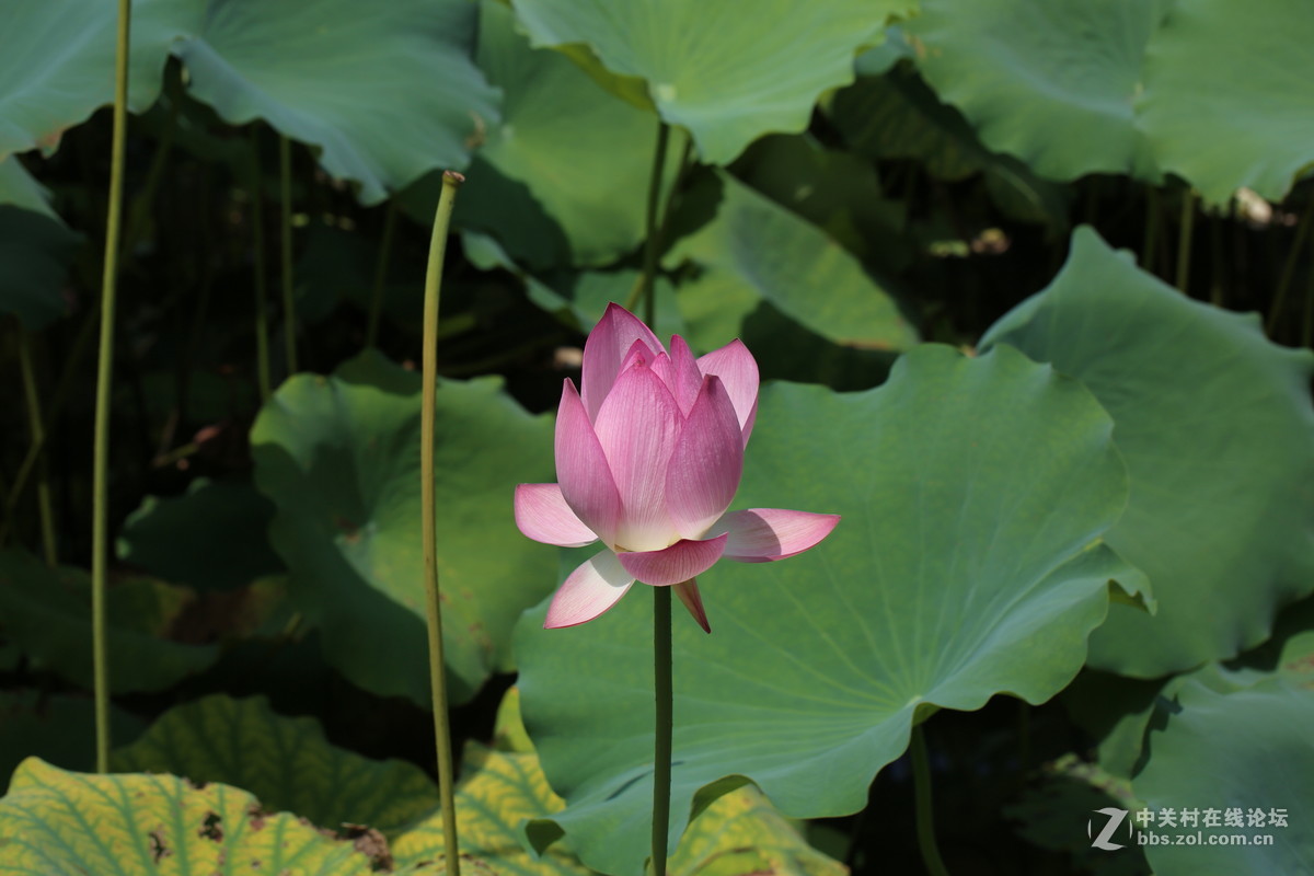 惠州拈花惹草