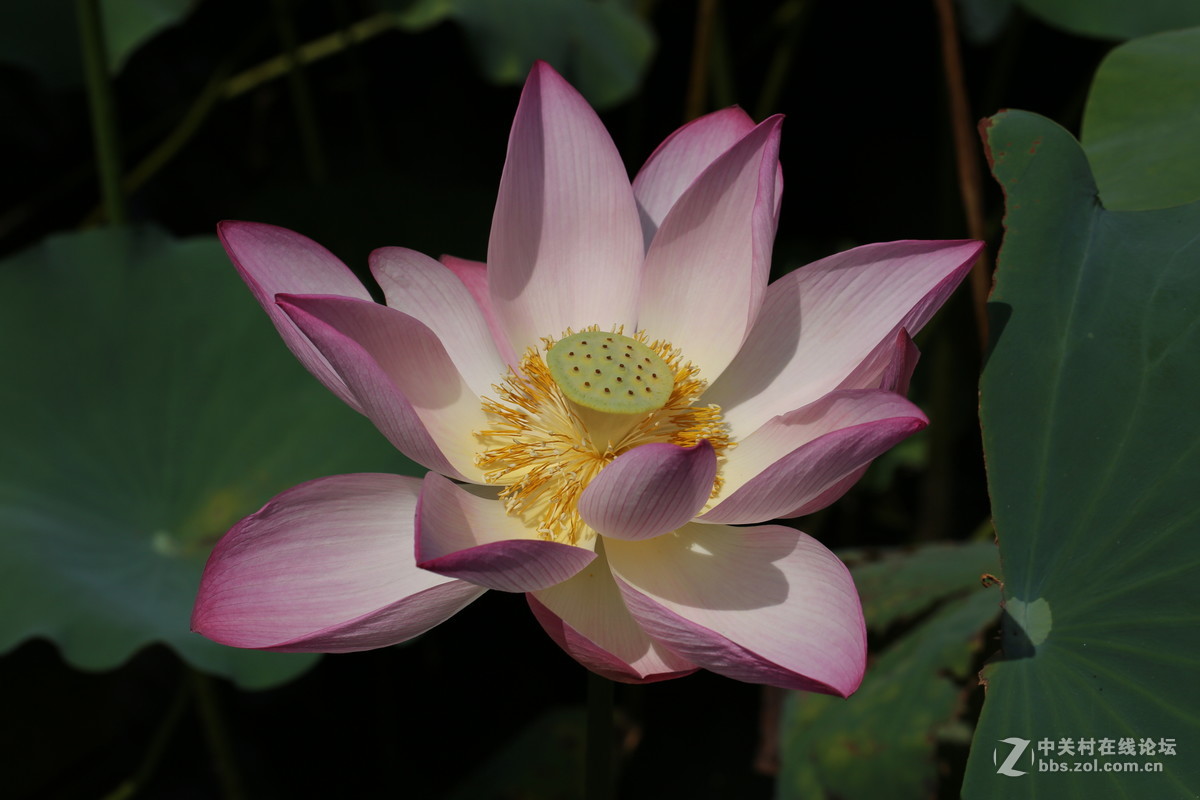 惠州拈花惹草