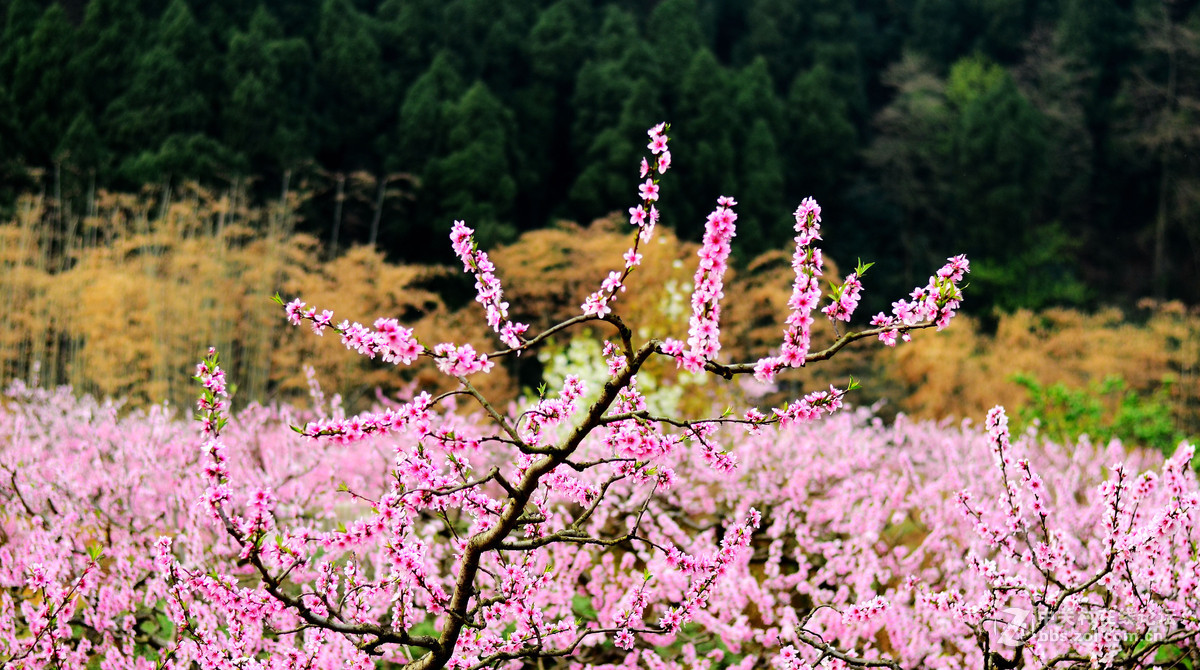 成都龙泉"桃花故里"