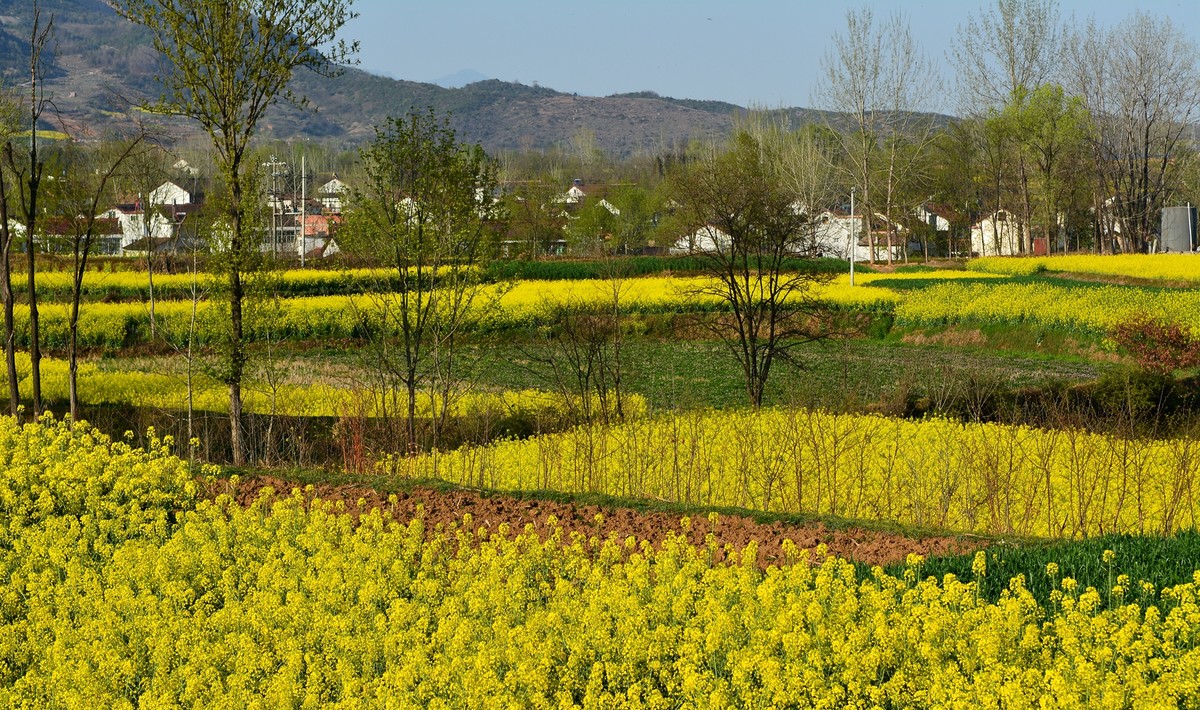 陕西汉中油菜花