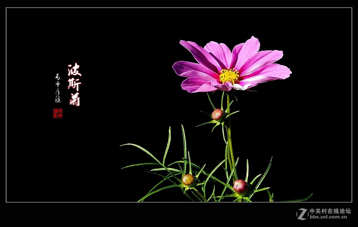 波斯菊格桑花2