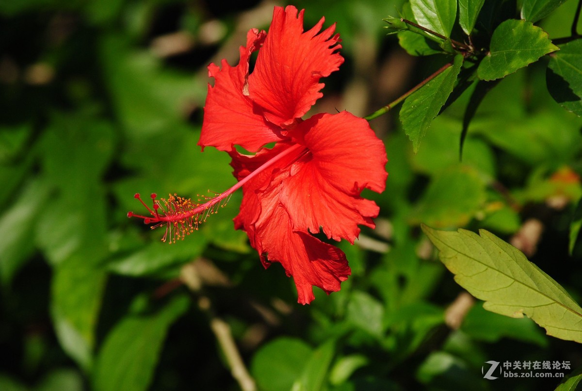 扶桑花