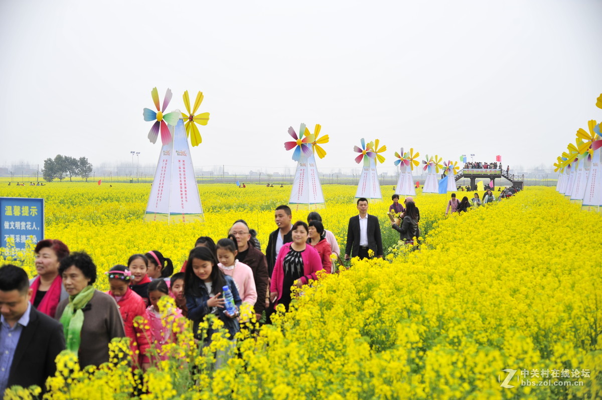 蔡甸消泗油菜花节