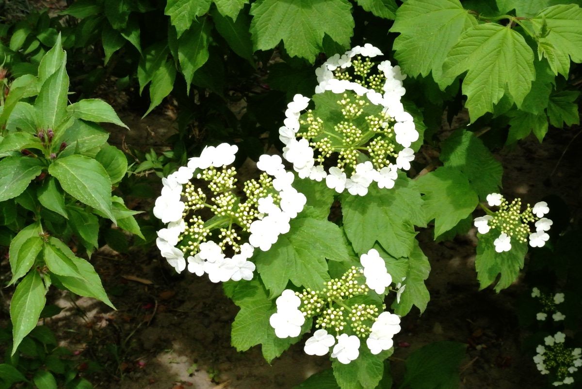 玺园琼花