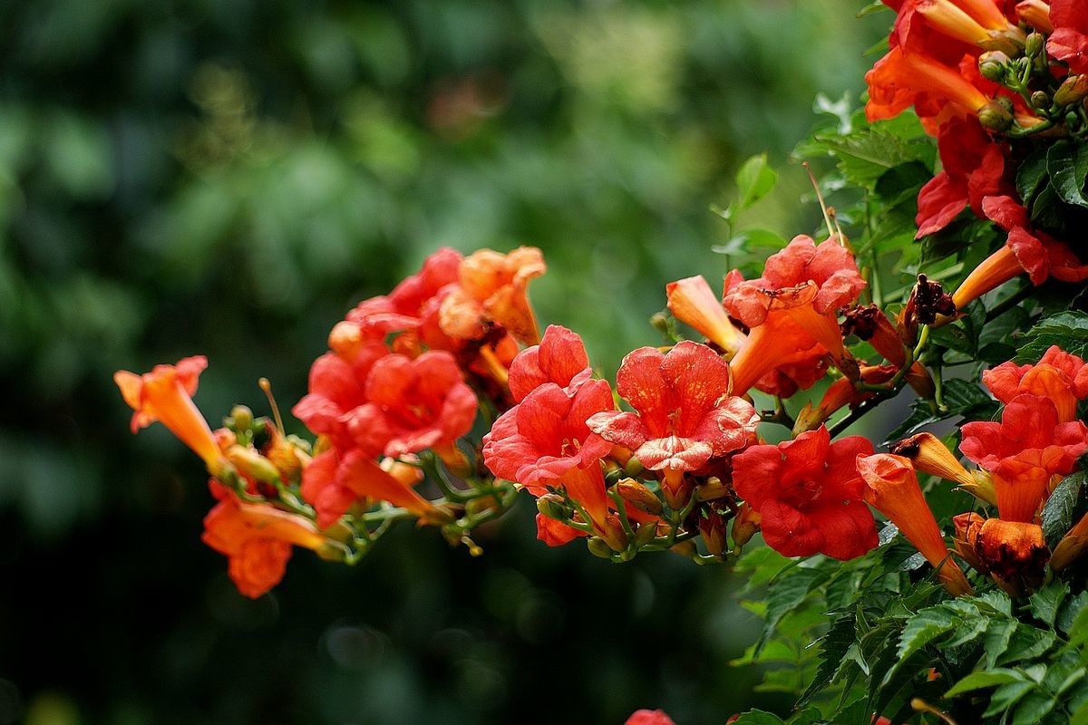 凌霄花