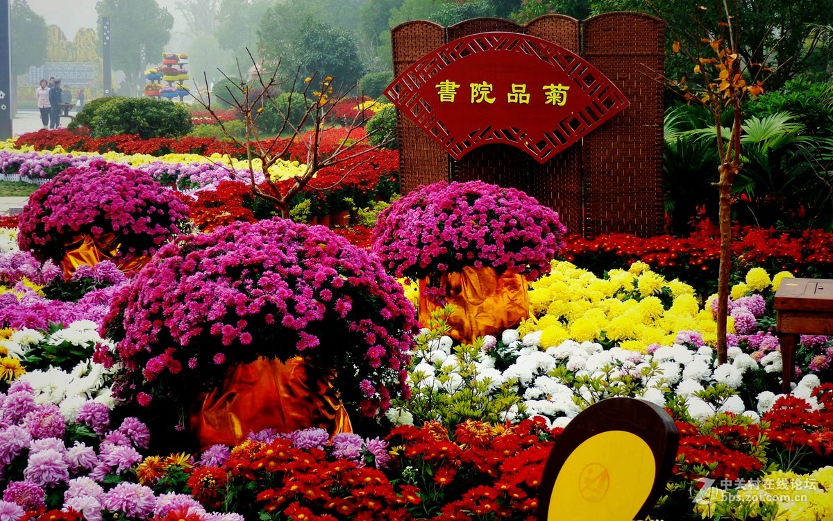 菊展