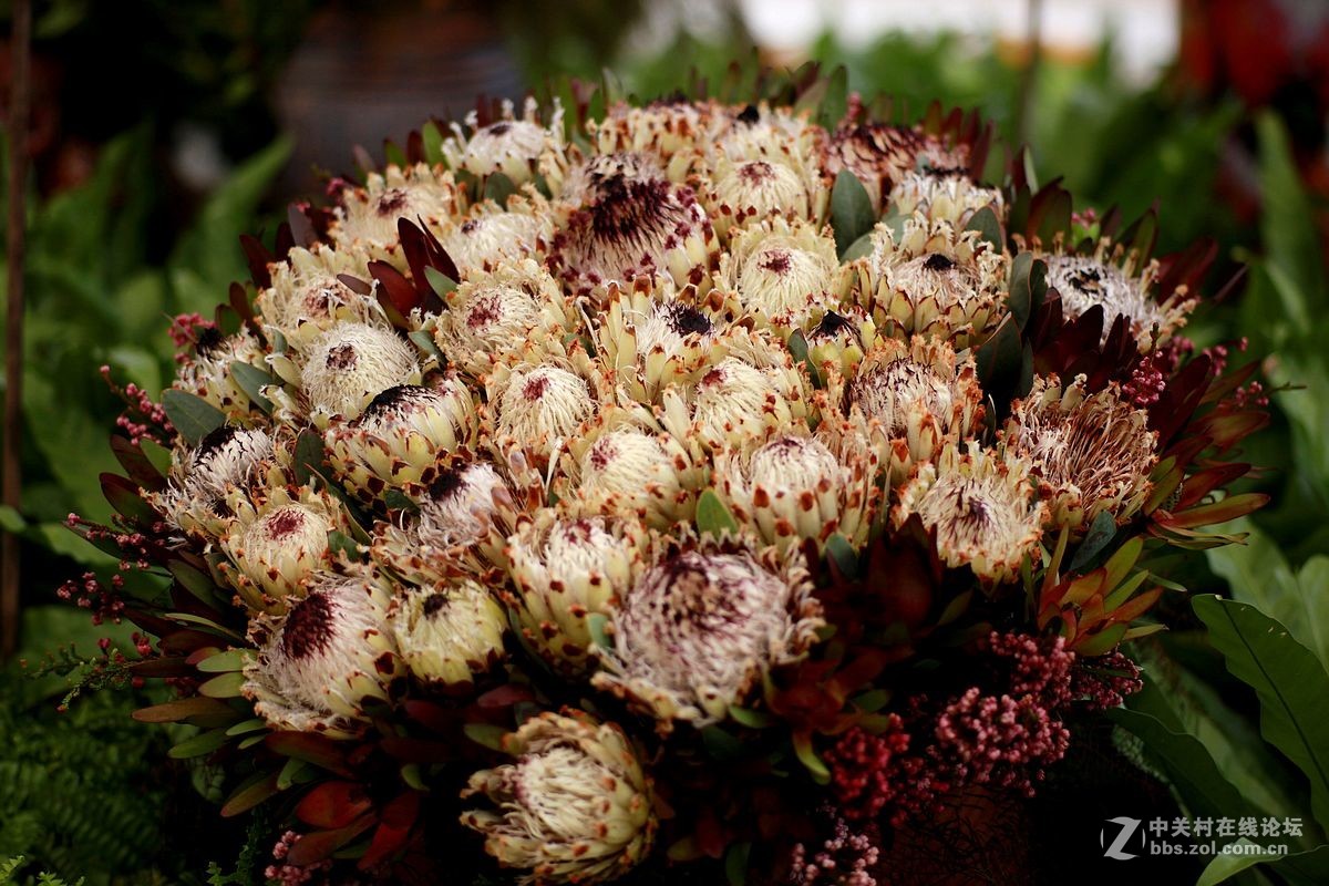 康泰时100f2试镜华南植物园南非帝王花展