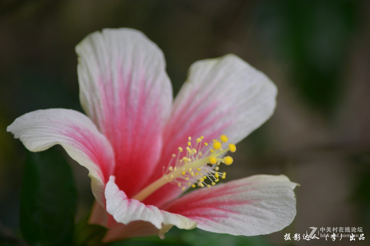 朱槿花的种类