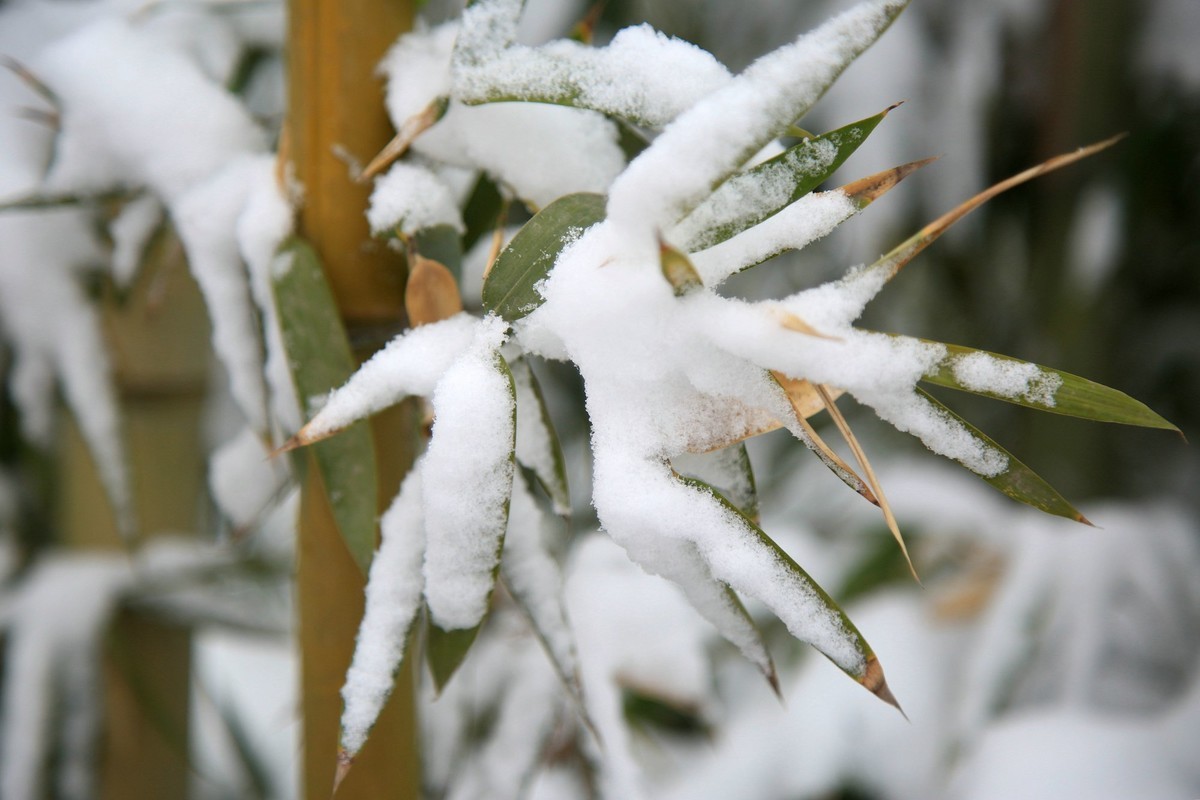 雪竹