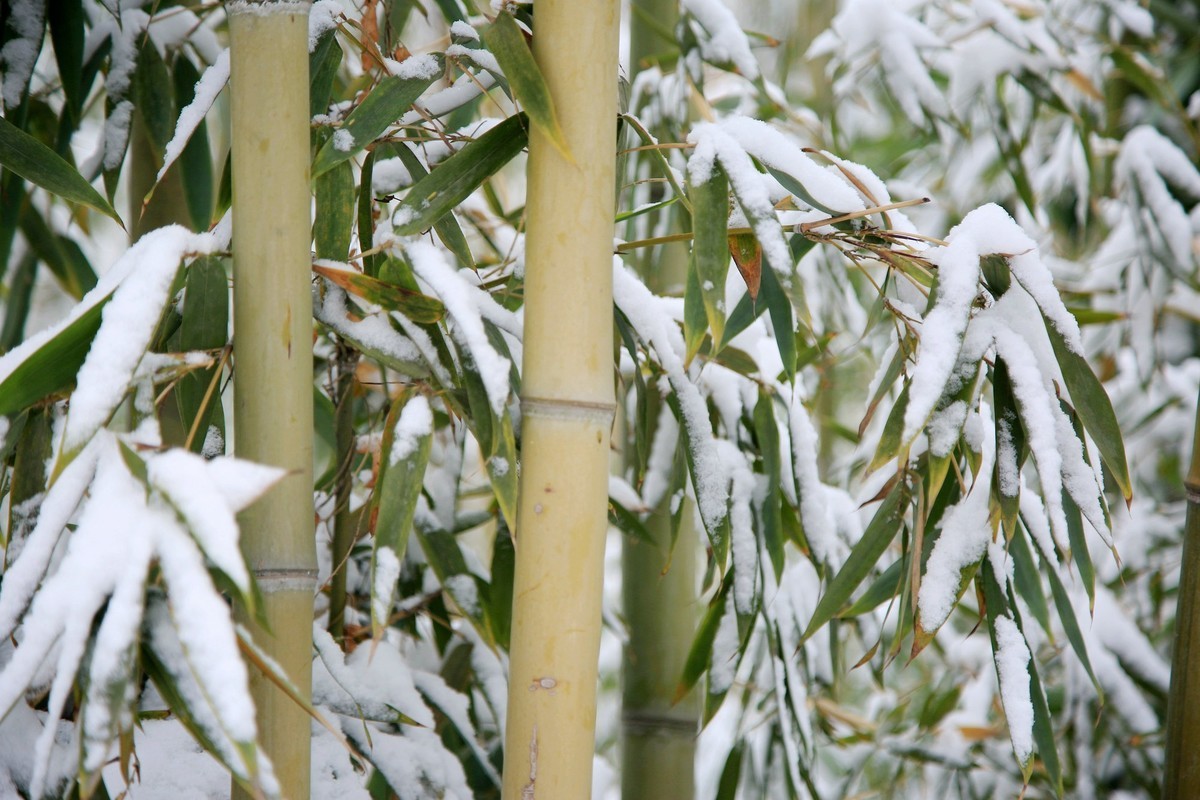 雪竹