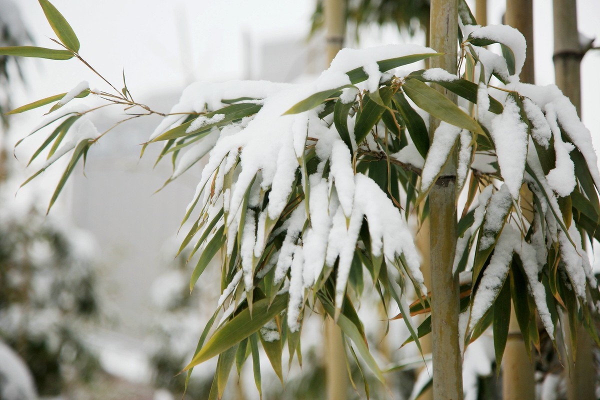 雪竹-中关村在线摄影论坛