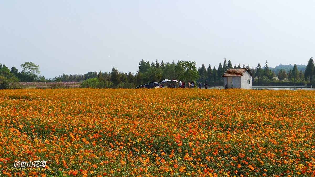 谈香山花海