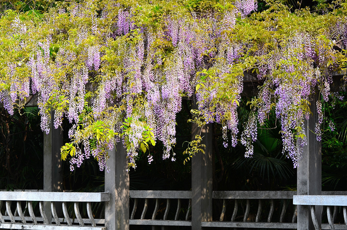 紫滕花