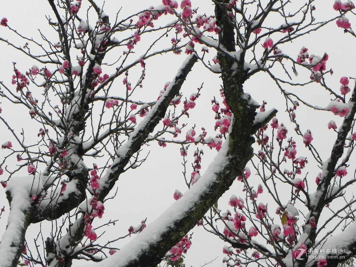 踏雪寻梅不知处雪寒梅骨难续缘