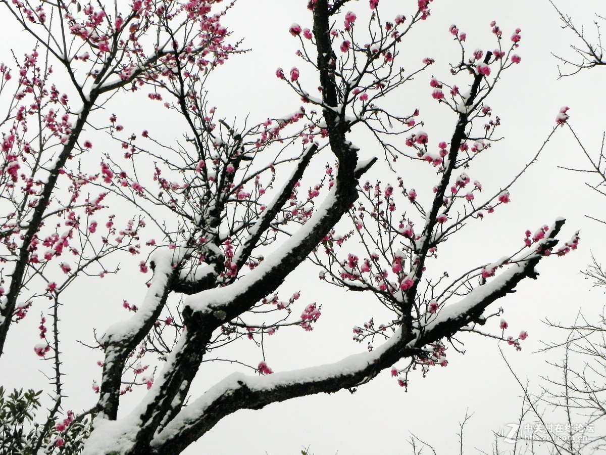 踏雪寻梅不知处雪寒梅骨难续缘