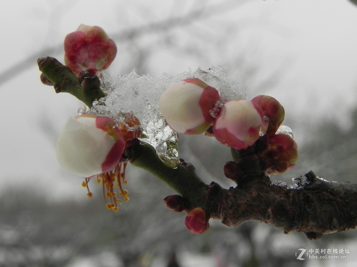 踏雪寻梅不知处雪寒梅骨难续缘