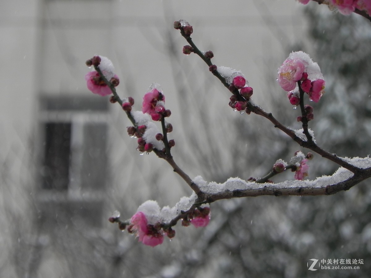 踏雪寻梅不知处雪寒梅骨难续缘