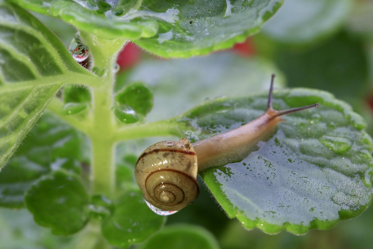 雨天的伴侣蜗牛