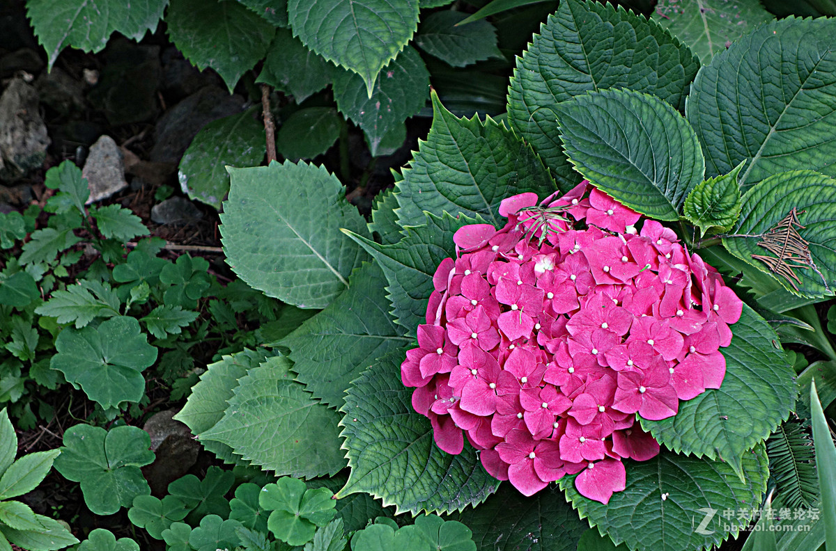 琼花木绣球绣球花