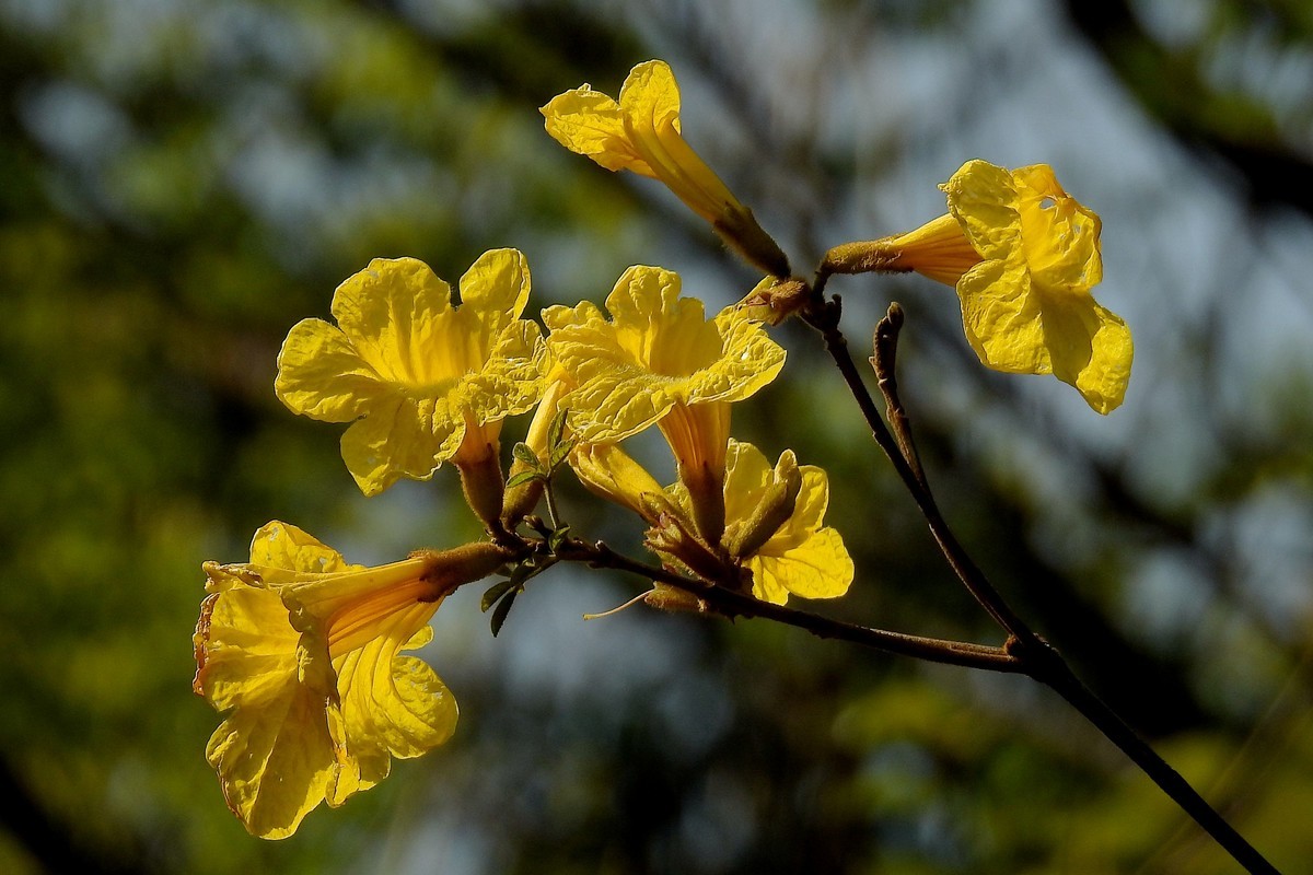 黄木风铃花