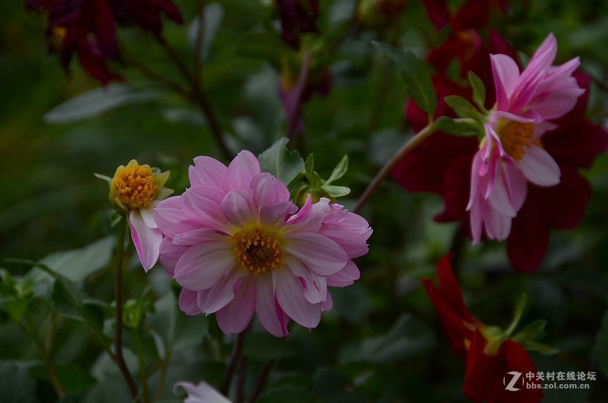 小丽花