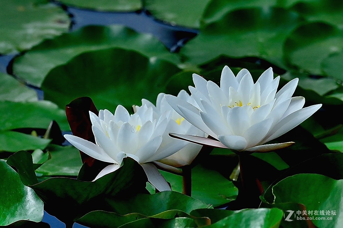 白色睡莲花