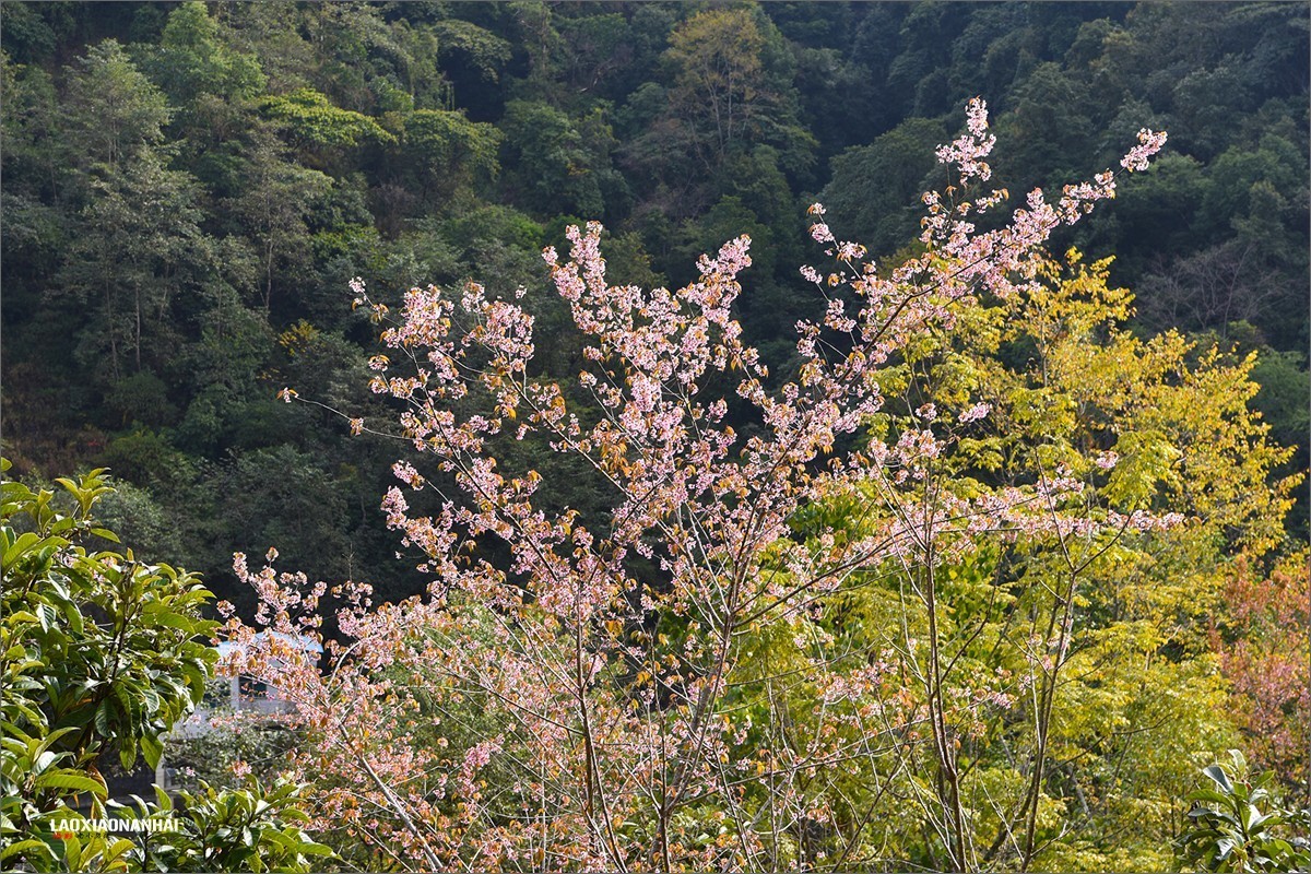 2020年第033贴腾冲樱花谷0126f