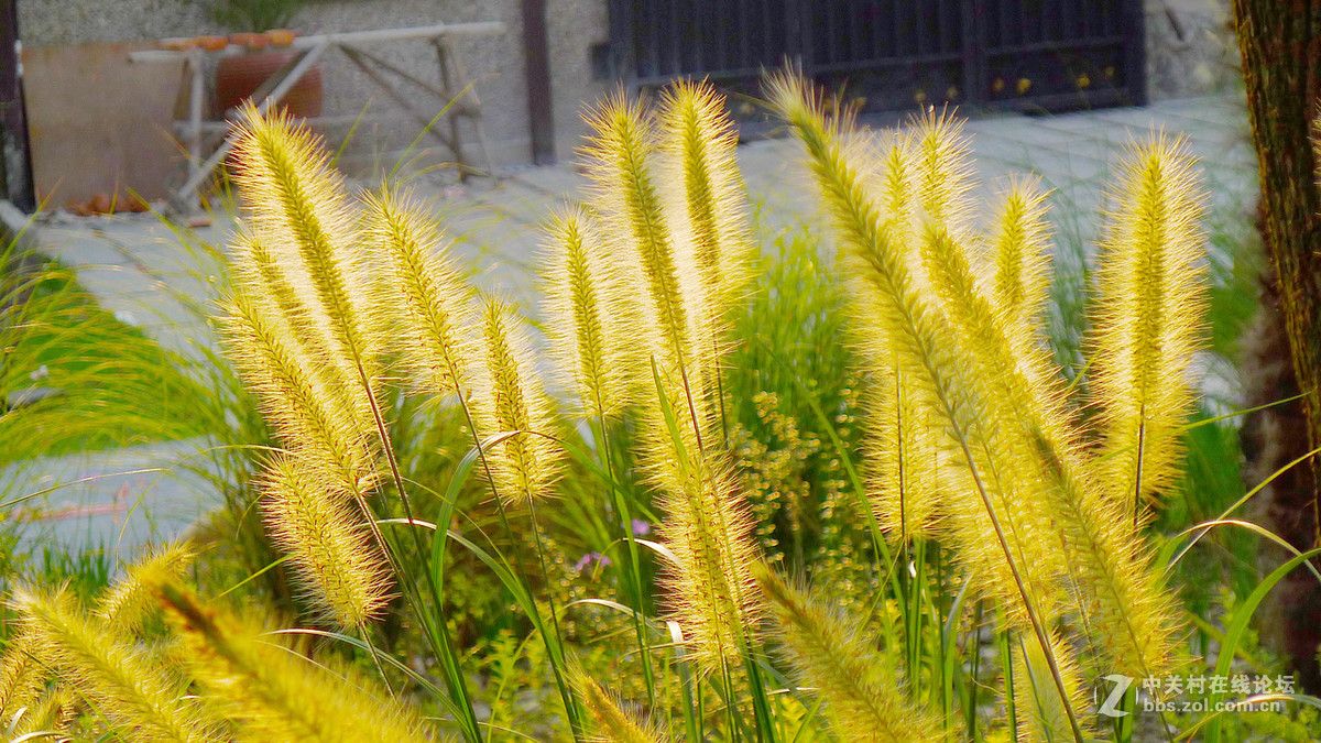 锋芒毕露狗尾草