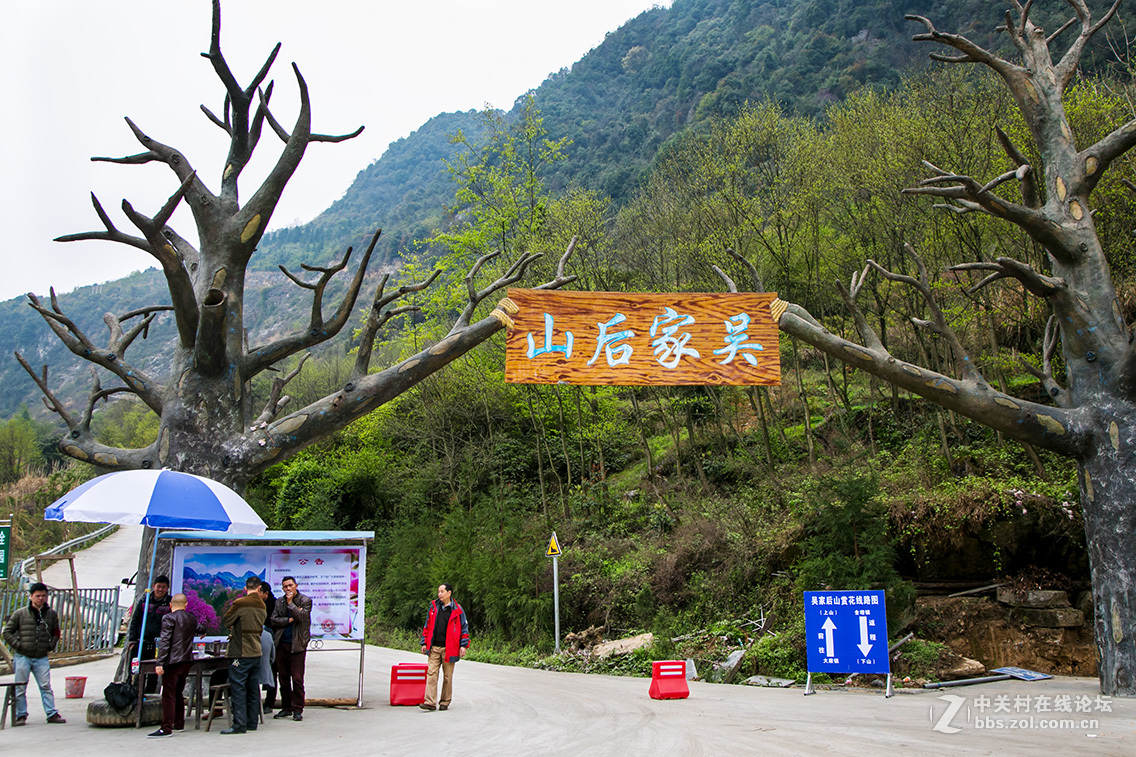 201632829四川江油市吴家后山拍辛夷花