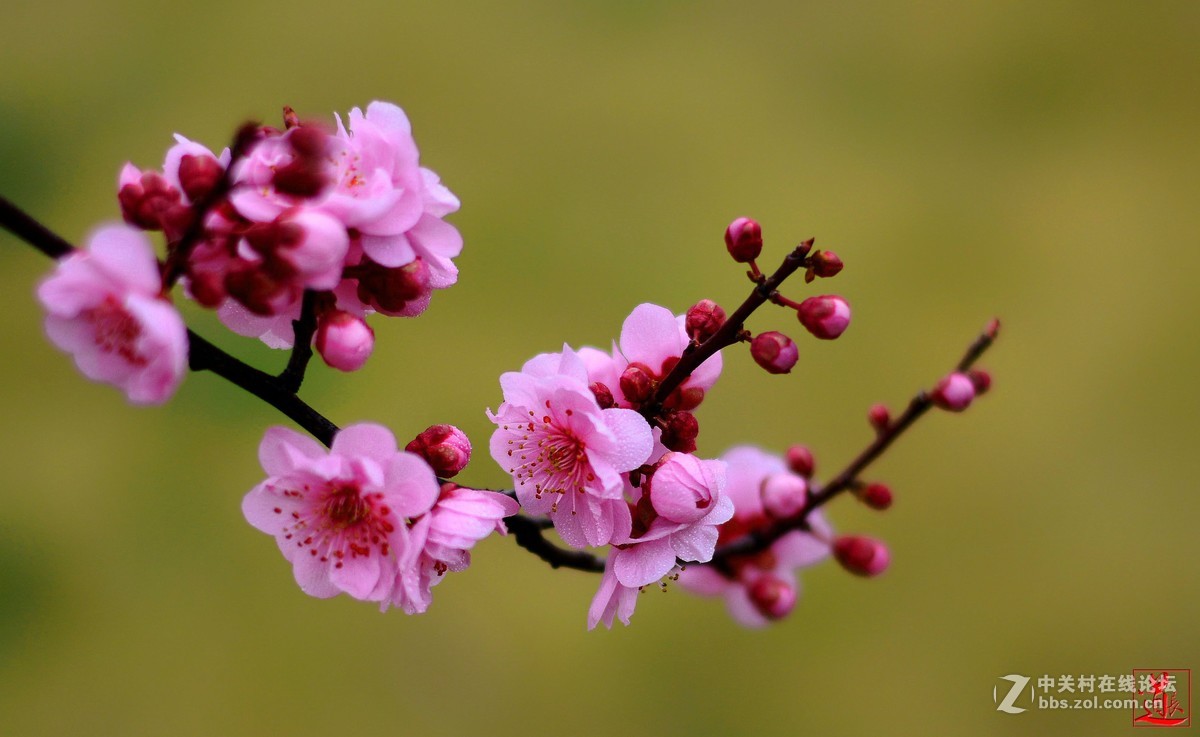 zol月赛三月风光无限好3月花