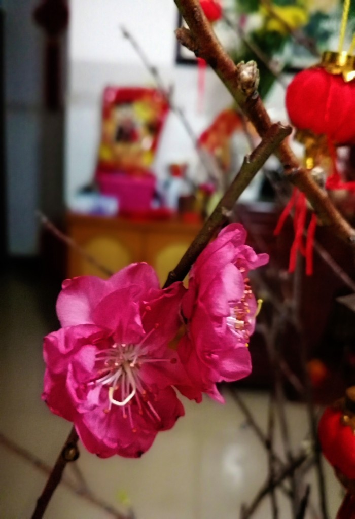 新春桃花艳