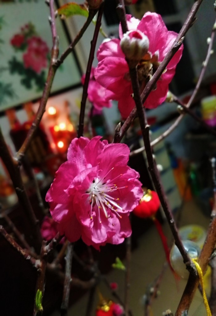 新春桃花艳