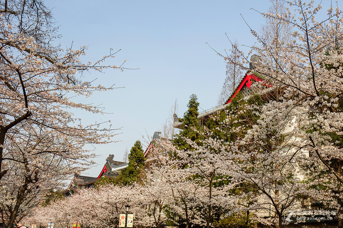 鸡鸣寺樱花大道