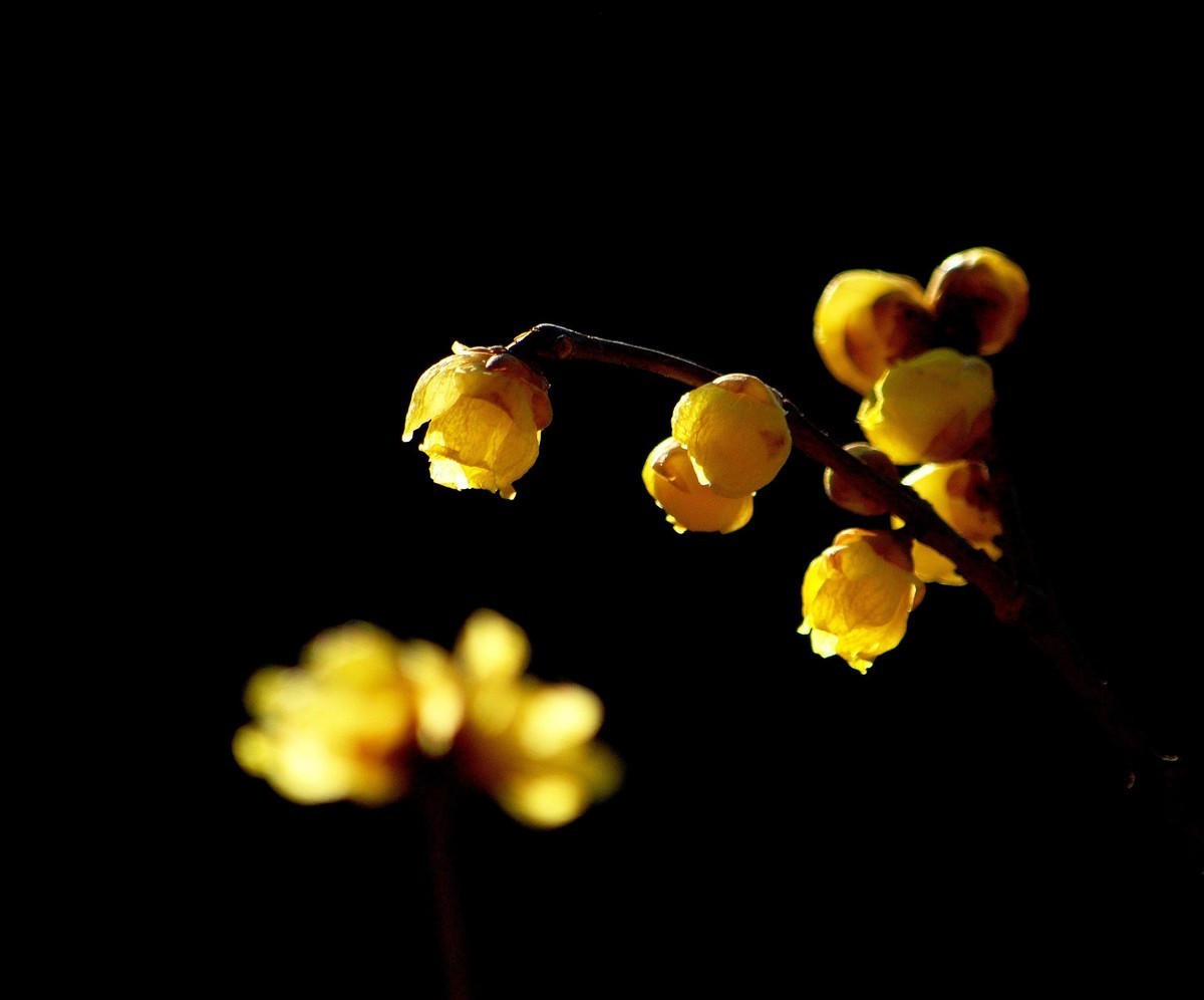 腊梅花