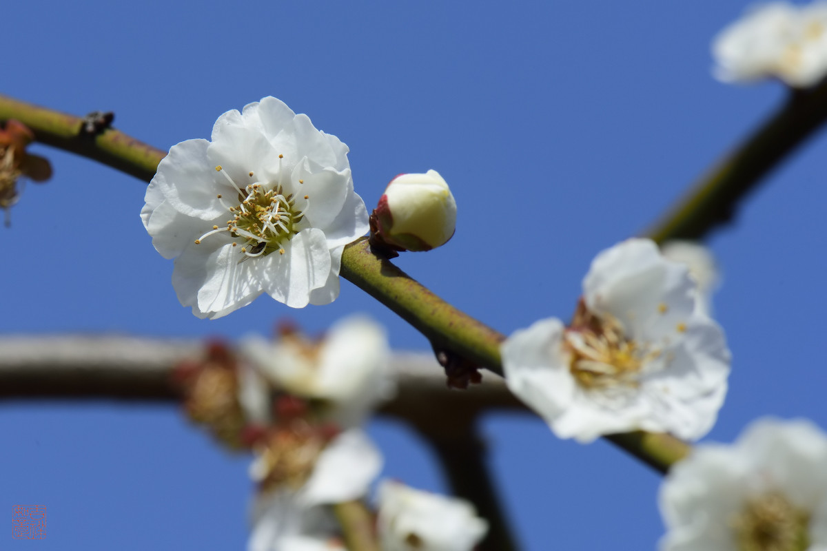 白梅花