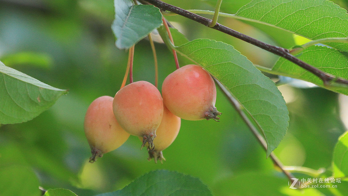 小小海棠果