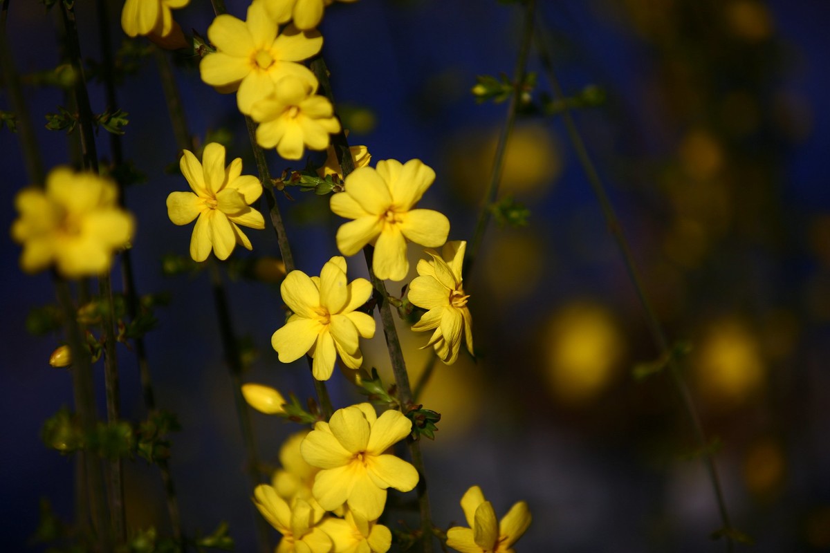 春花