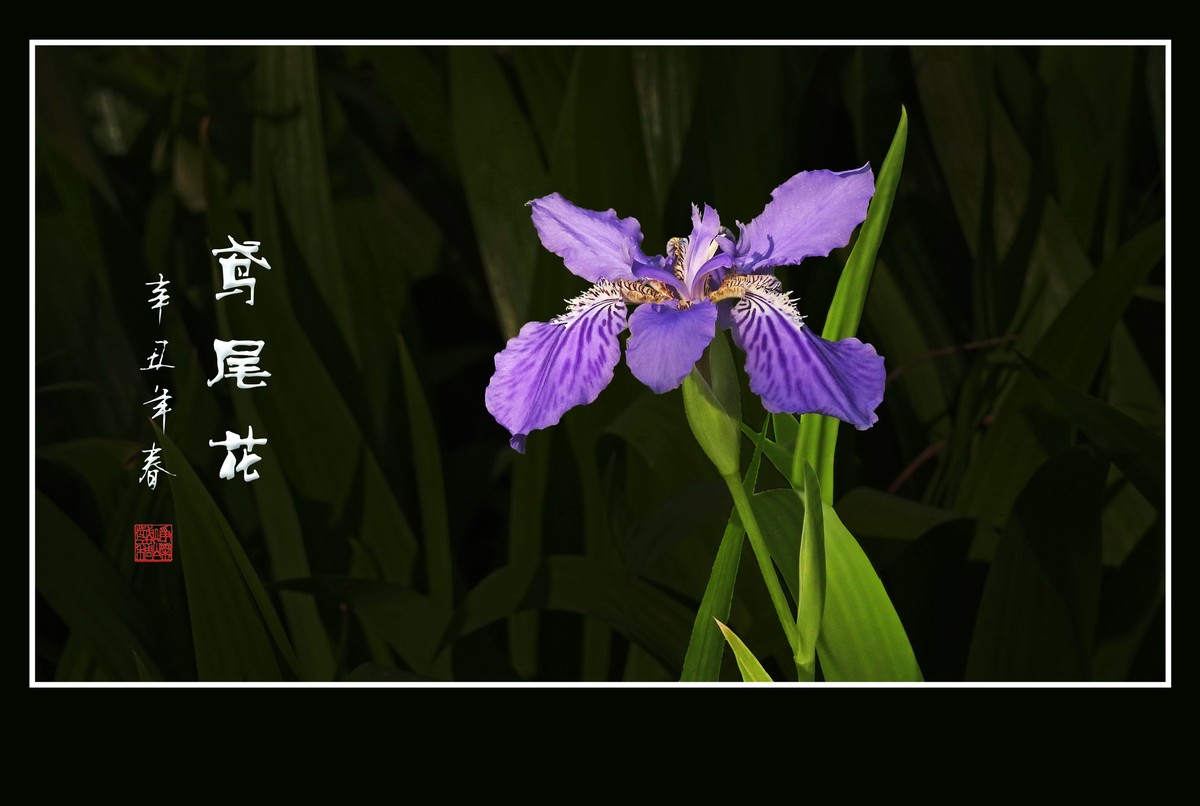 草丛中的蓝蝴蝶鸢尾花