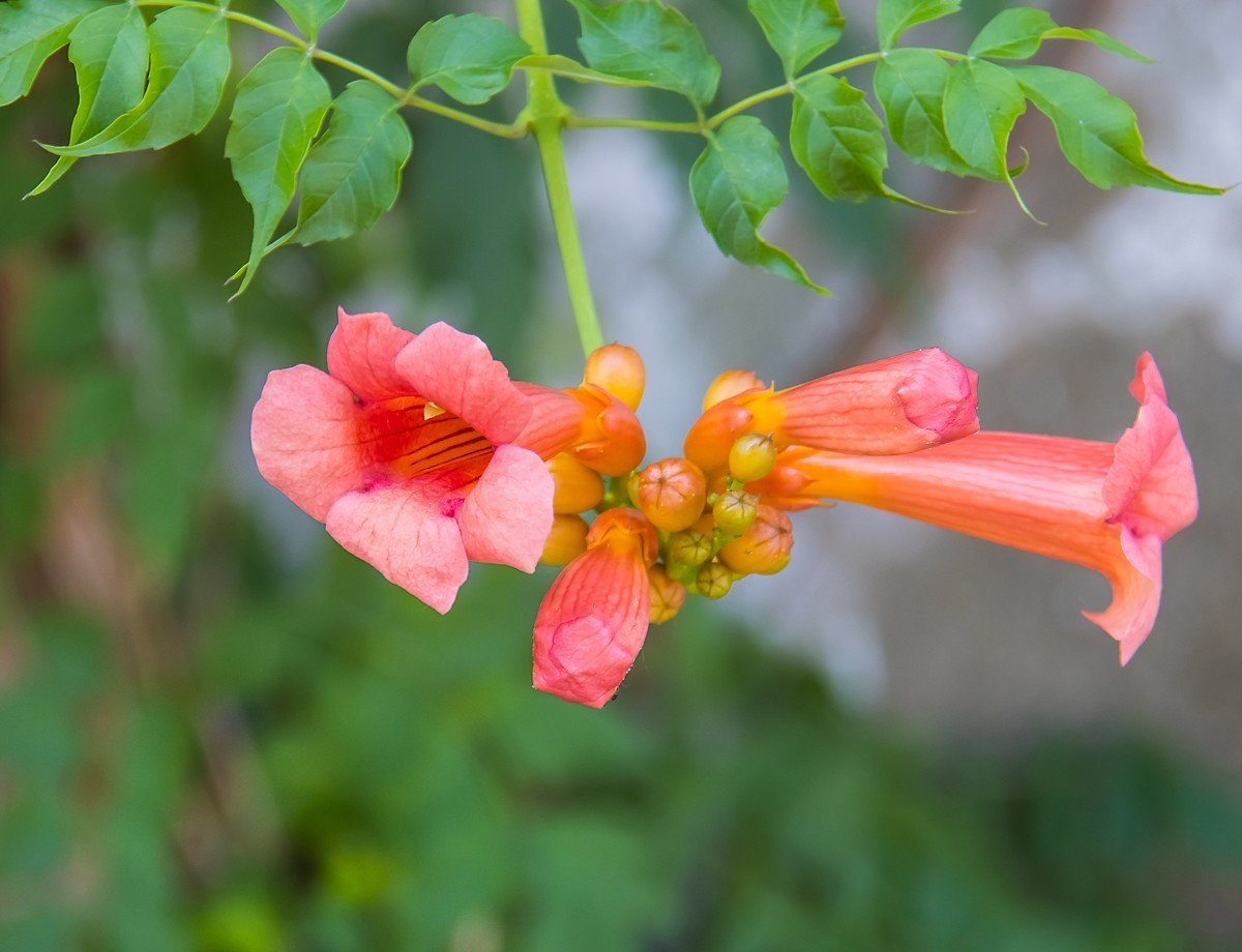 20210824凌霄花