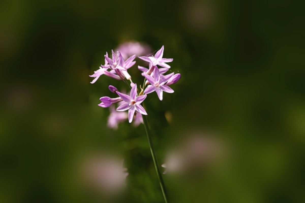 俏丽芬芳紫娇花