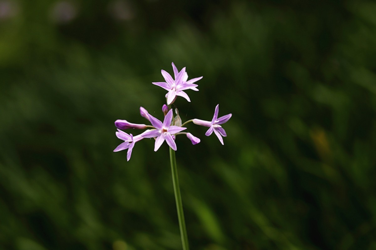 俏丽芬芳紫娇花