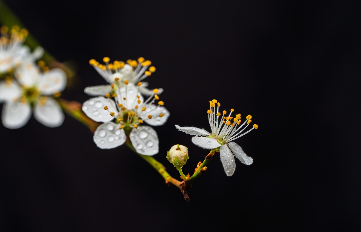 梨花