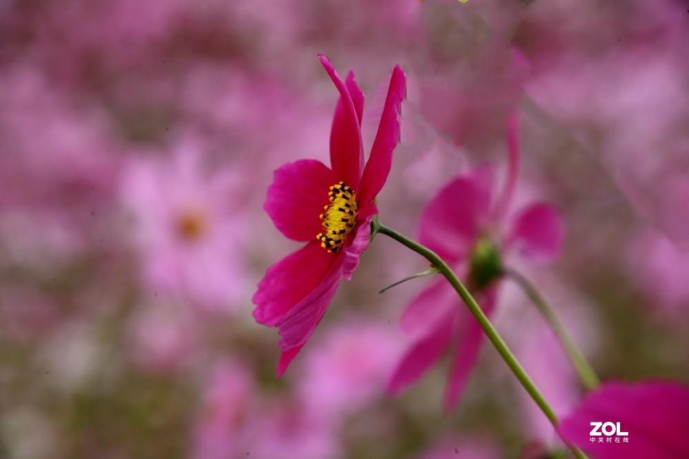 格桑花秋英