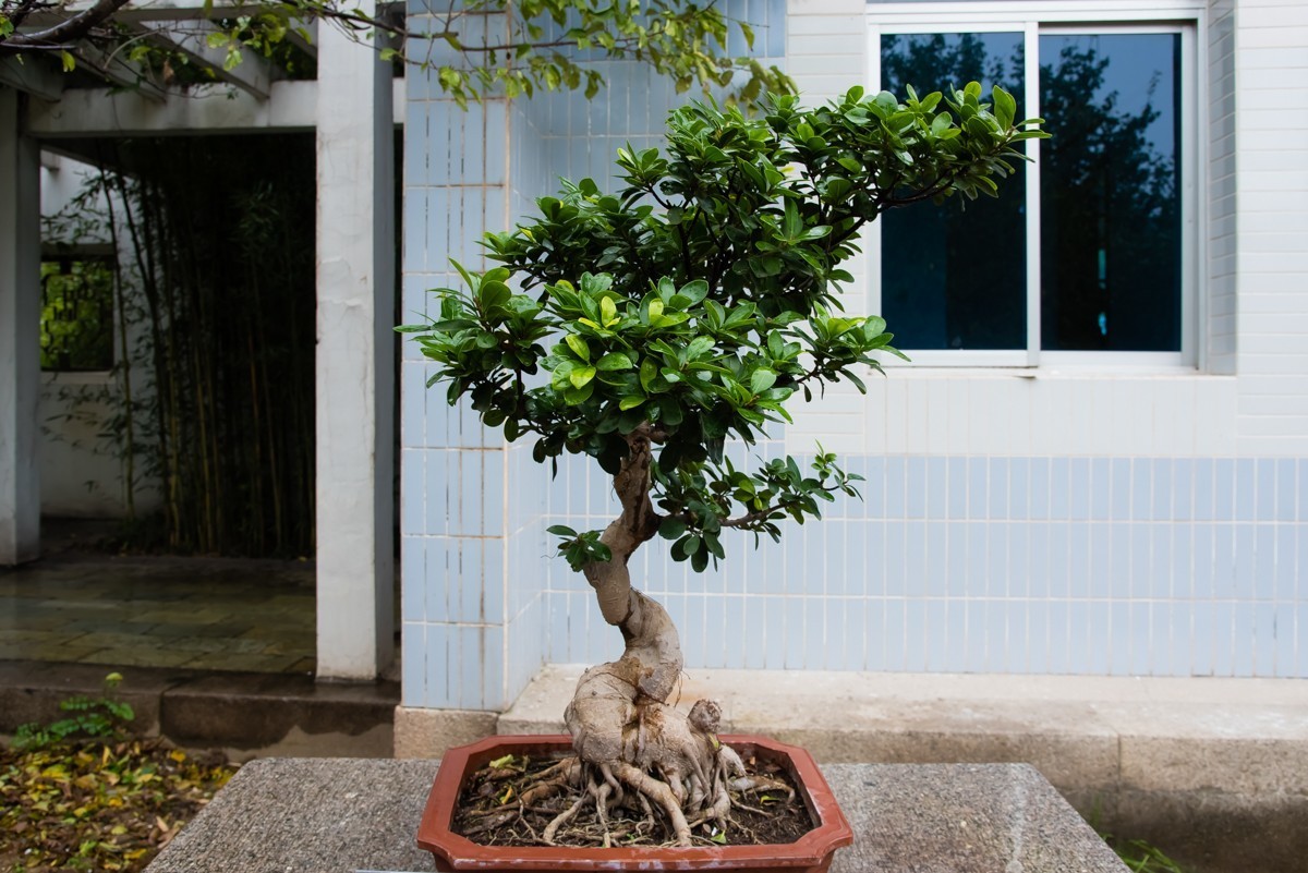 镜头里第1135号北京植物园内盆景展二