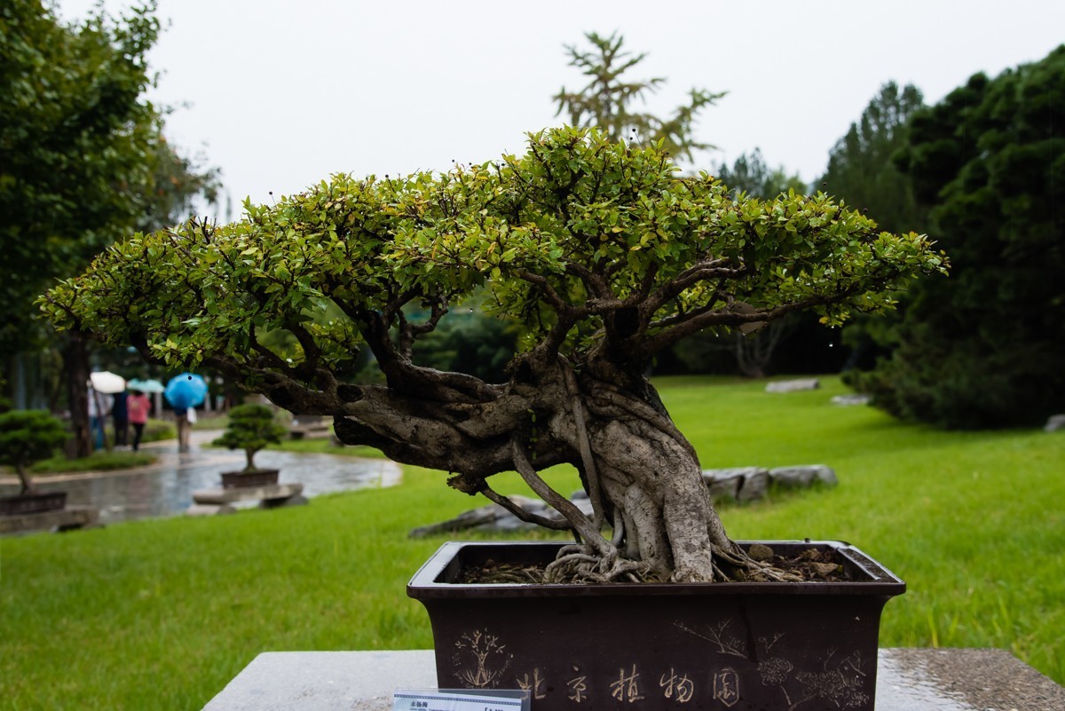 镜头里第1135号北京植物园内盆景展二