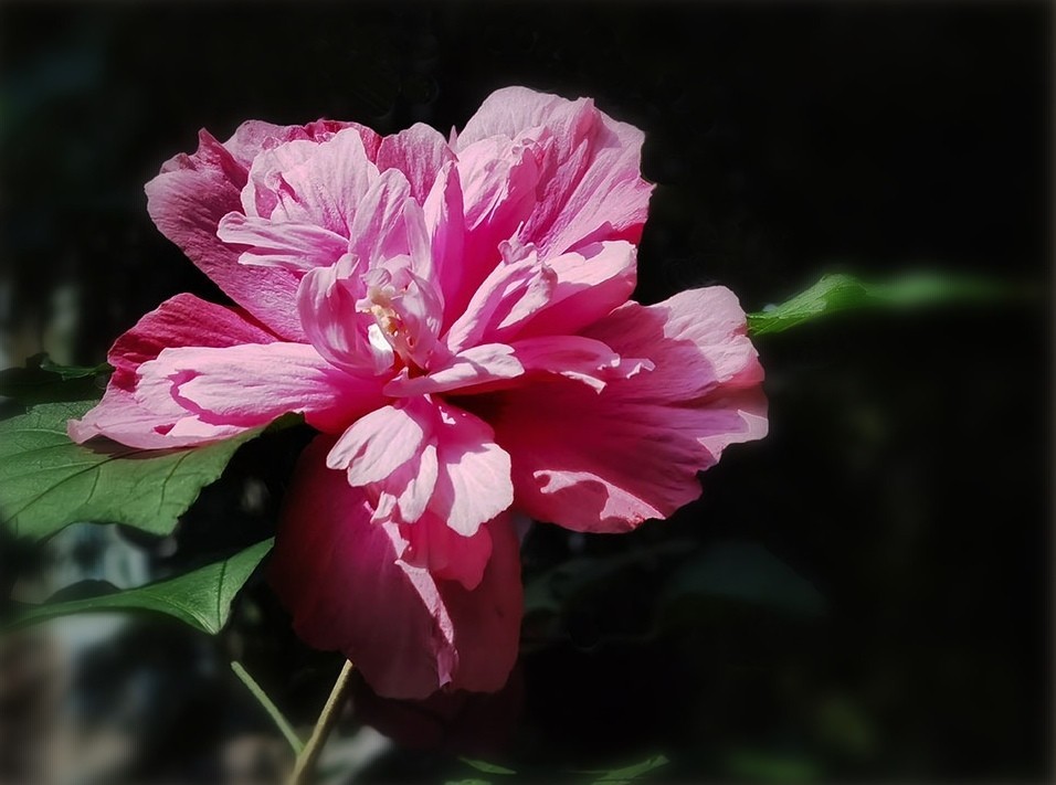 木槿花