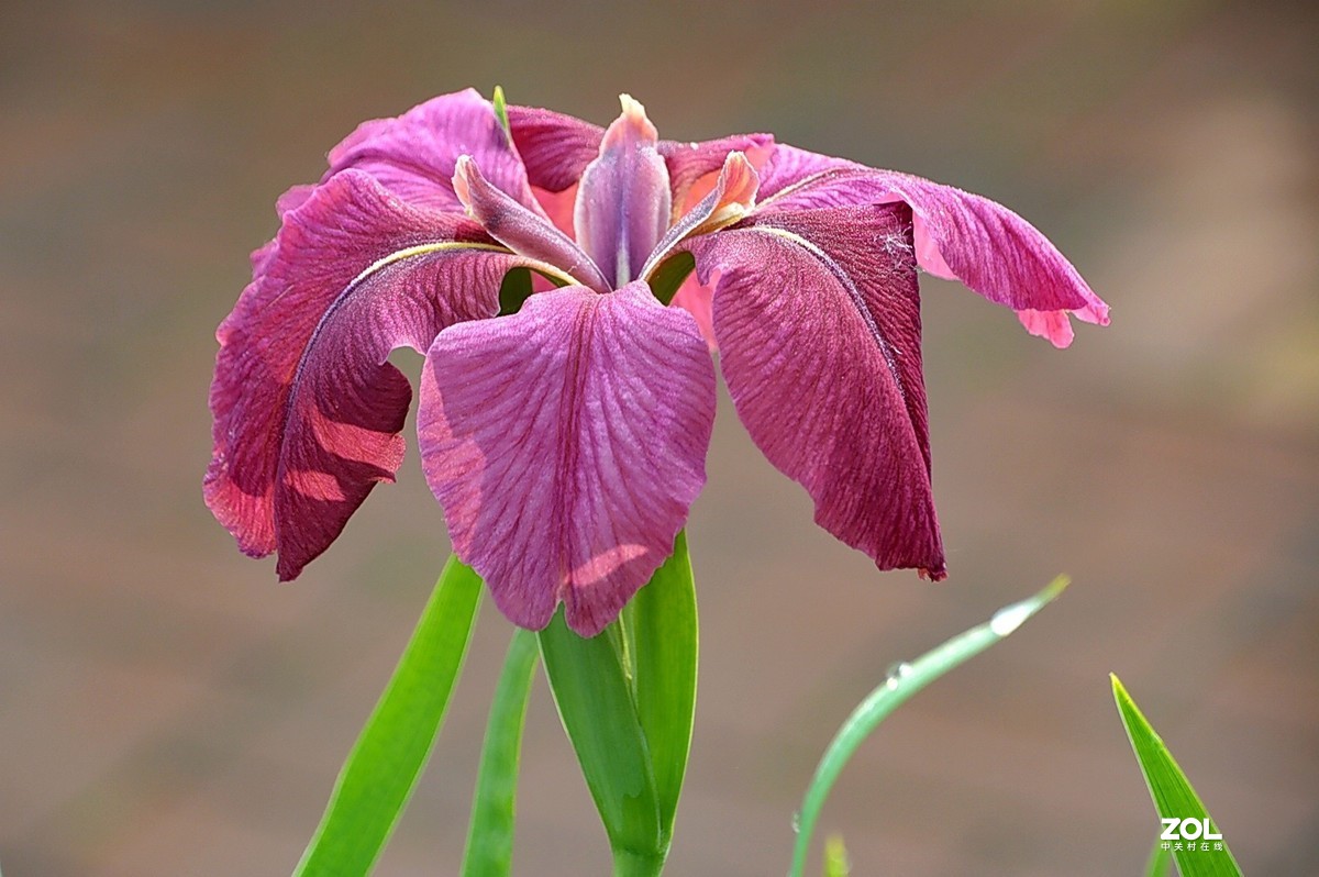 鸢尾花