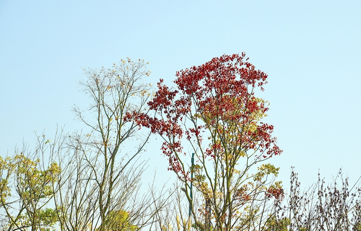 秋天的鸟柏树