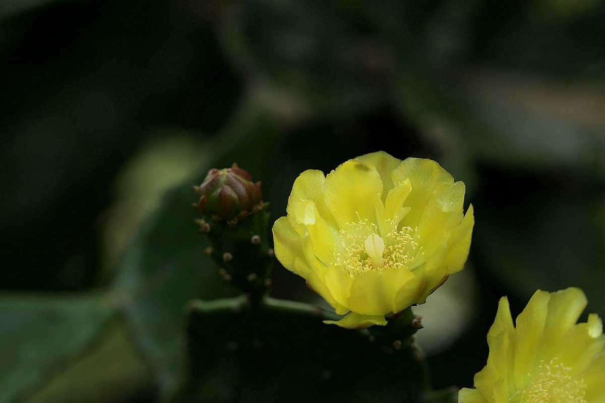 仙人掌花