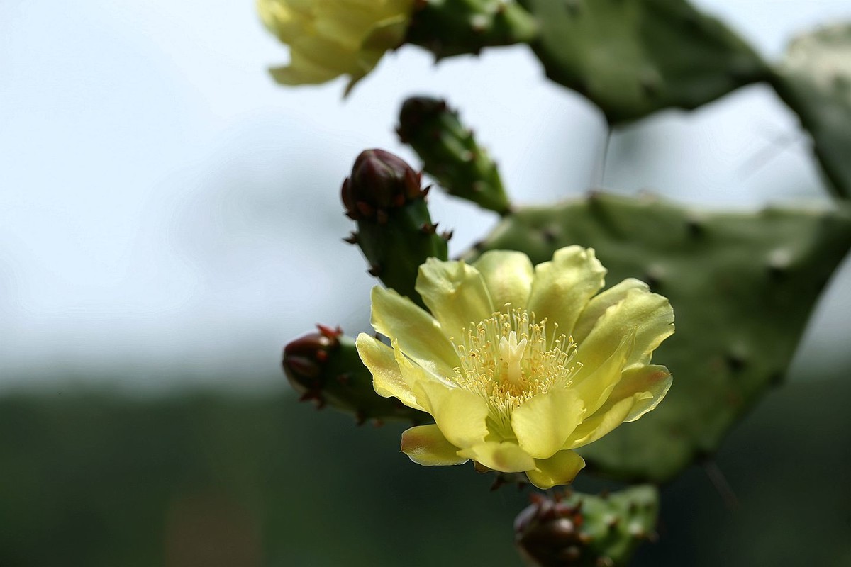 仙人掌花